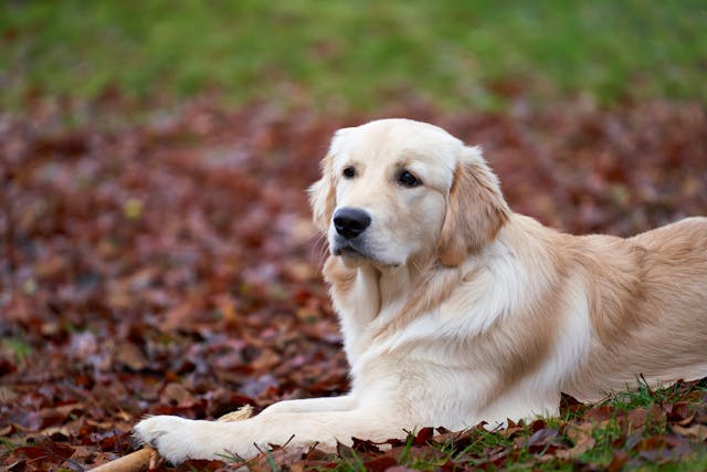 a puppy